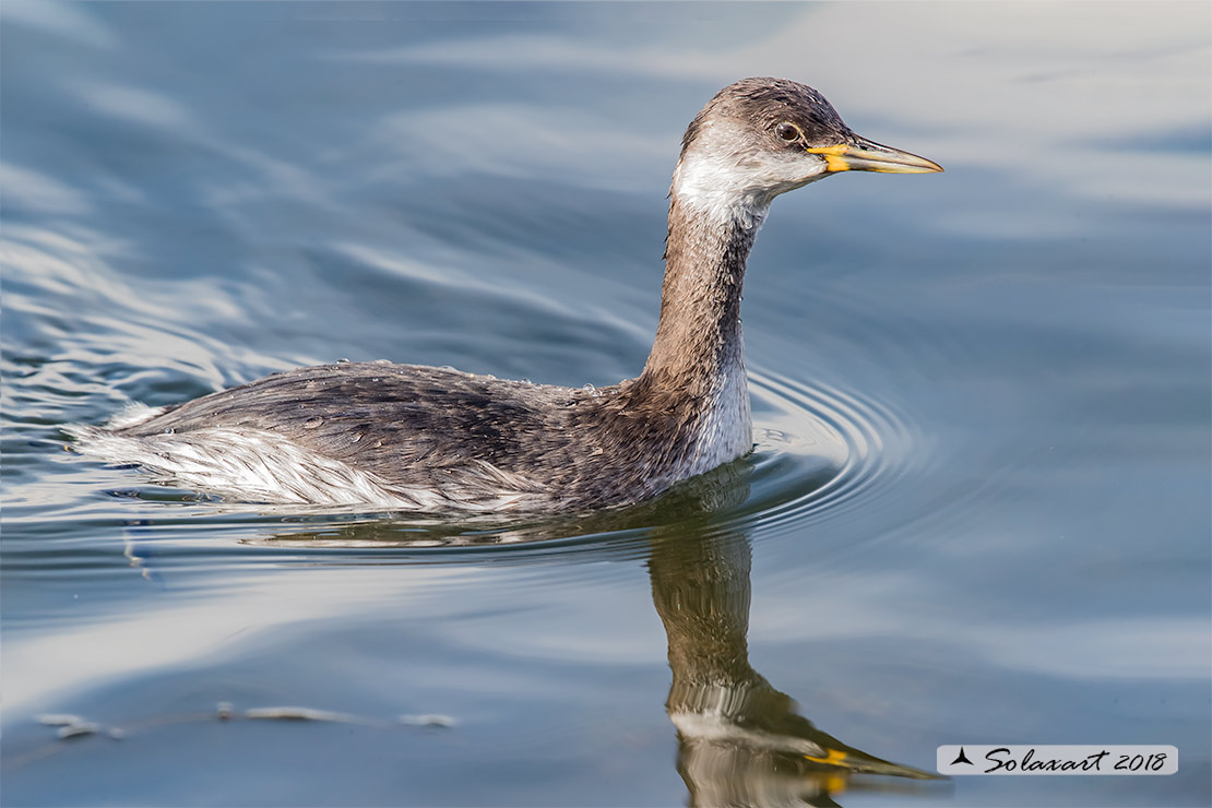 Podiceps grisegena - Svasso collorosso - Red-necked Grebe