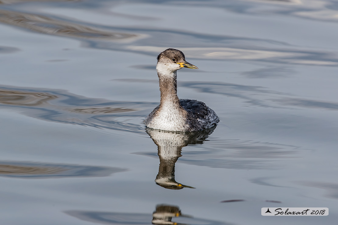 Podiceps grisegena - Svasso collorosso - Red-necked Grebe