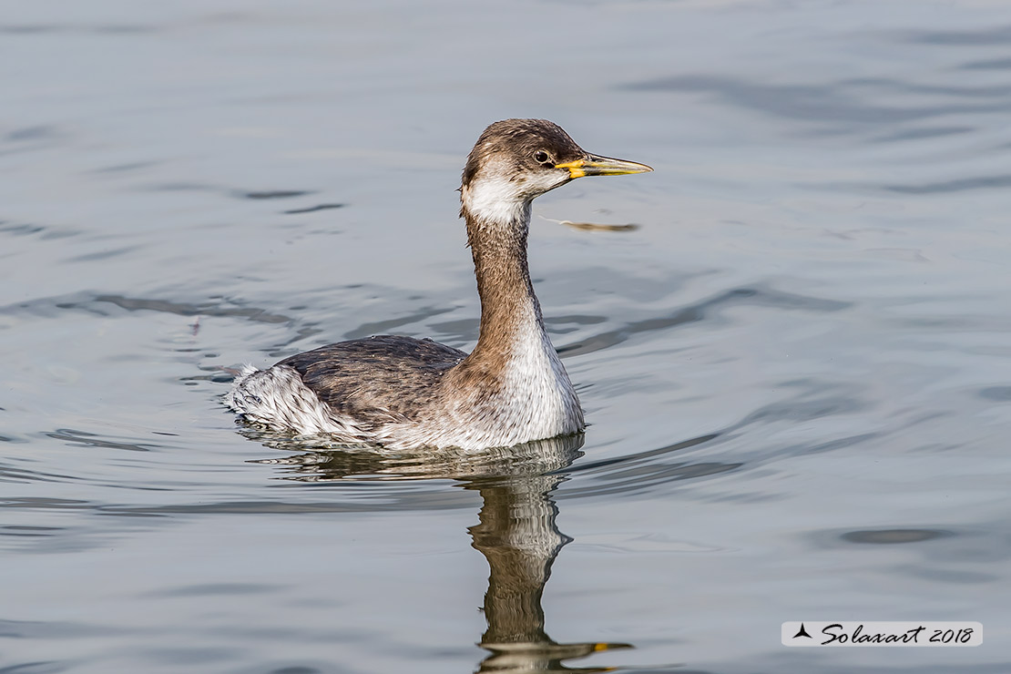 Podiceps grisegena - Svasso collorosso - Red-necked Grebe