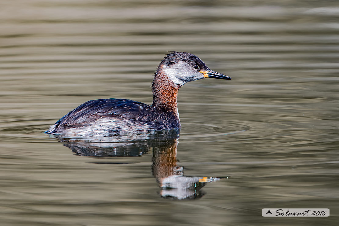 Podiceps grisegena - Svasso collorosso - Red-necked Grebe