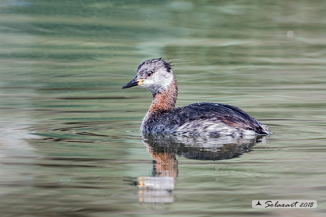 Podiceps grisegena - Svasso collorosso - Red-necked Grebe