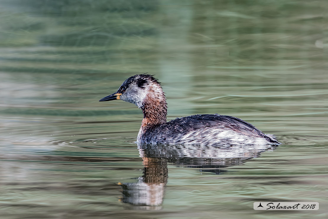 Podiceps grisegena - Svasso collorosso - Red-necked Grebe