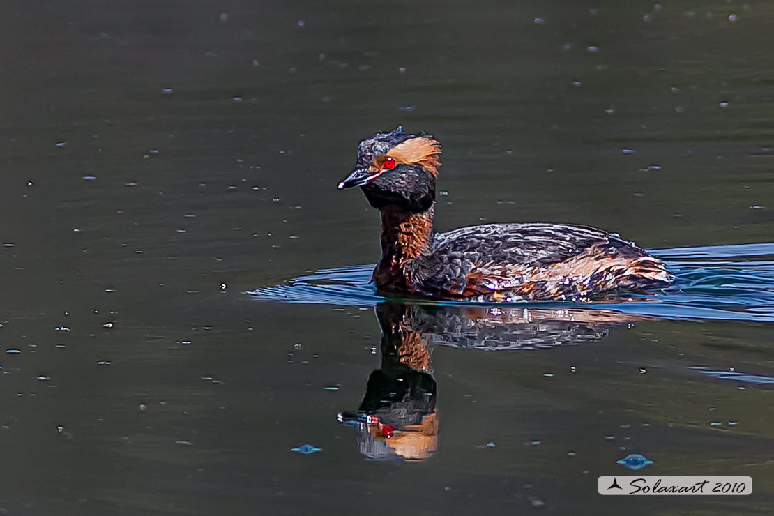 Podiceps auritus, Svasso cornuto, Horned Grebe