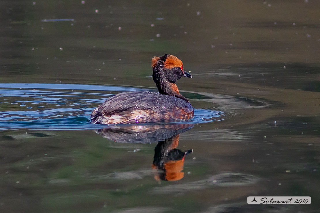 Podiceps auritus, Svasso cornuto, Horned Grebe