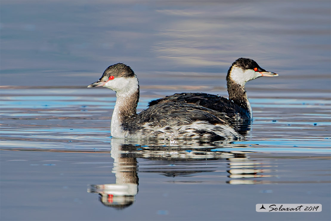Podiceps auritus, Svasso cornuto, Horned Grebe