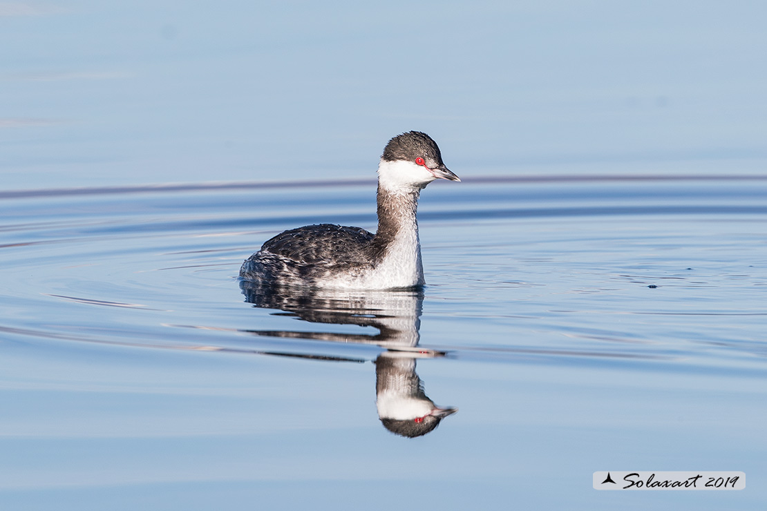Podiceps auritus, Svasso cornuto, Horned Grebe