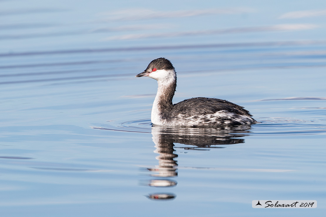 Podiceps auritus, Svasso cornuto, Horned Grebe