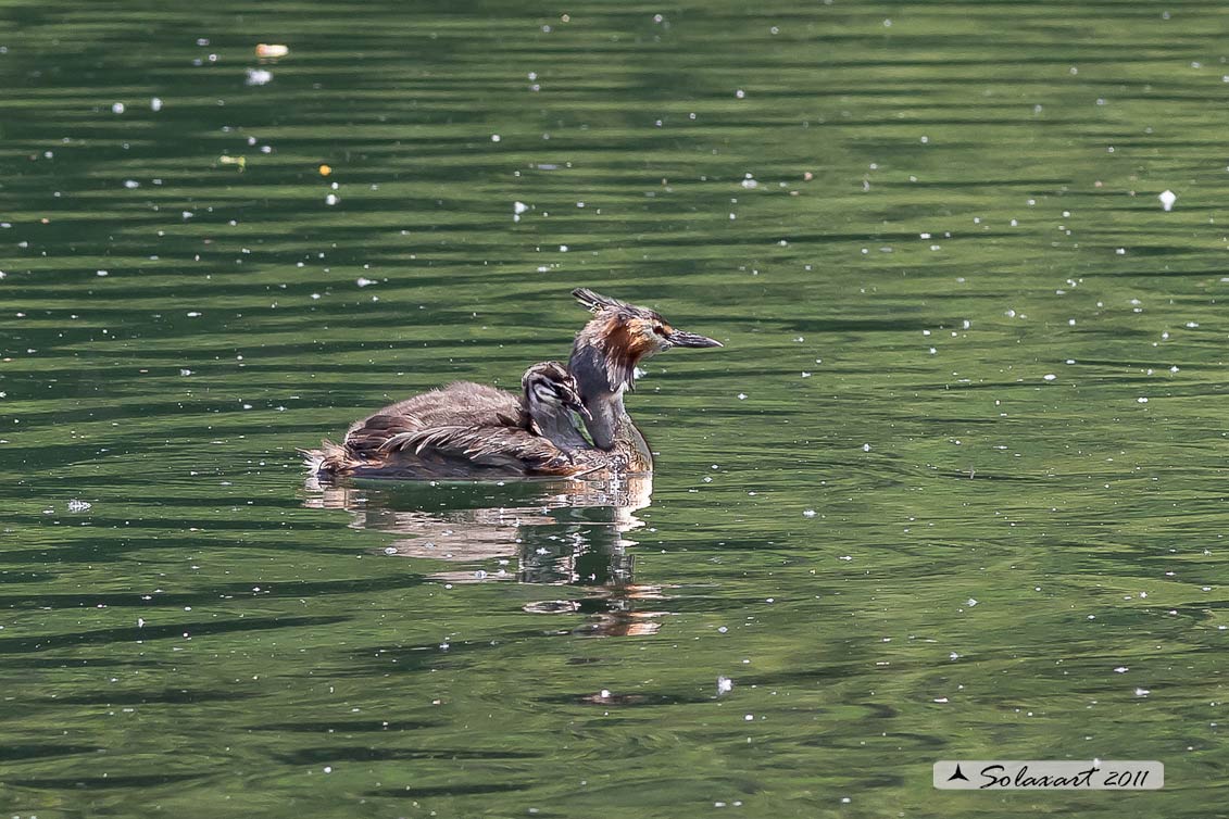Svasso maggiore - (Podiceps cristatus); con famiglia