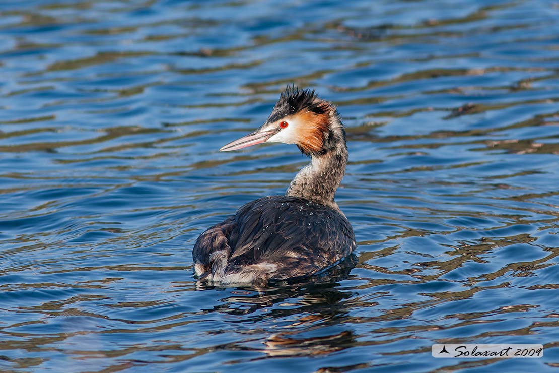 Podiceps cristatus: Svasso maggiore (maschio in abito primaverile); Great Crested Grebe (male in spring dress)