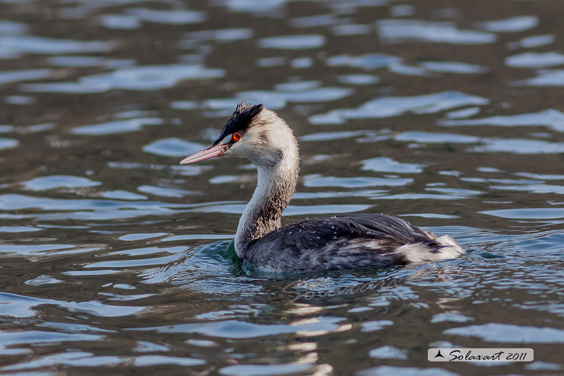 Podiceps cristatus: Svasso maggiore (maschio in abito invernale); Great Crested Grebe (male in winter dress)