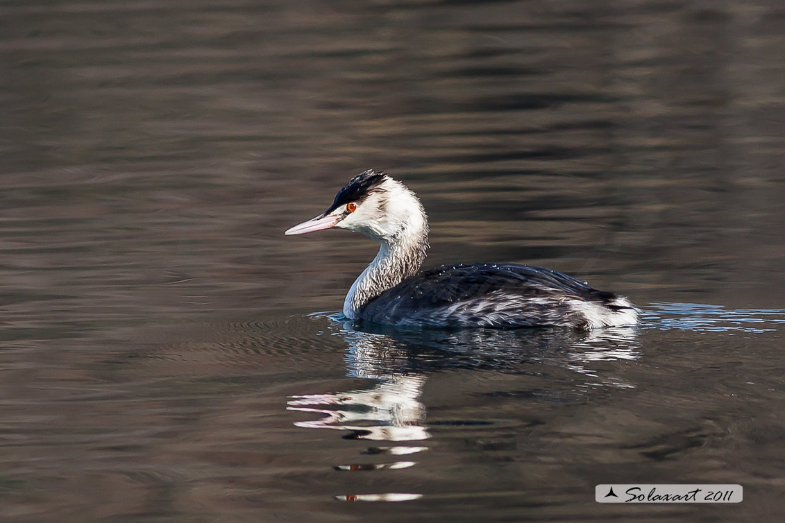 Podiceps cristatus: Svasso maggiore (maschio in abito invernale); Great Crested Grebe (male in winter dress)