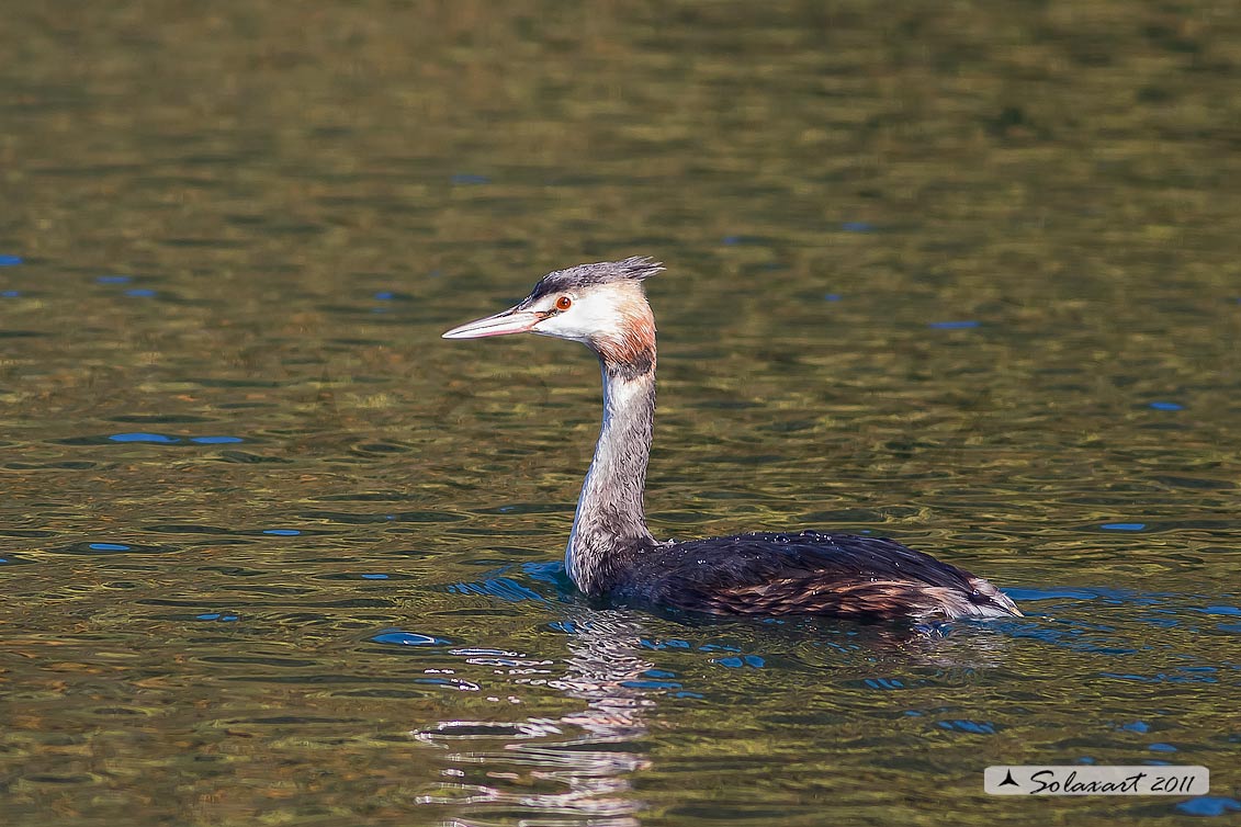 Podiceps cristatus: Svasso maggiore (maschio in abito invernale); Great Crested Grebe (male in winter dress)