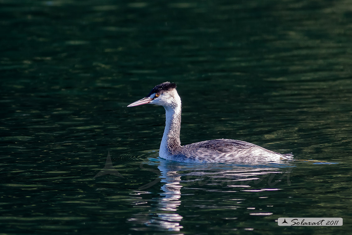Podiceps cristatus: Svasso maggiore (maschio in abito invernale); Great Crested Grebe (male in winter dress)