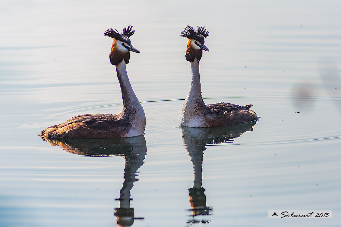 Podiceps cristatus - Svasso maggiore; Great Crested Grebe