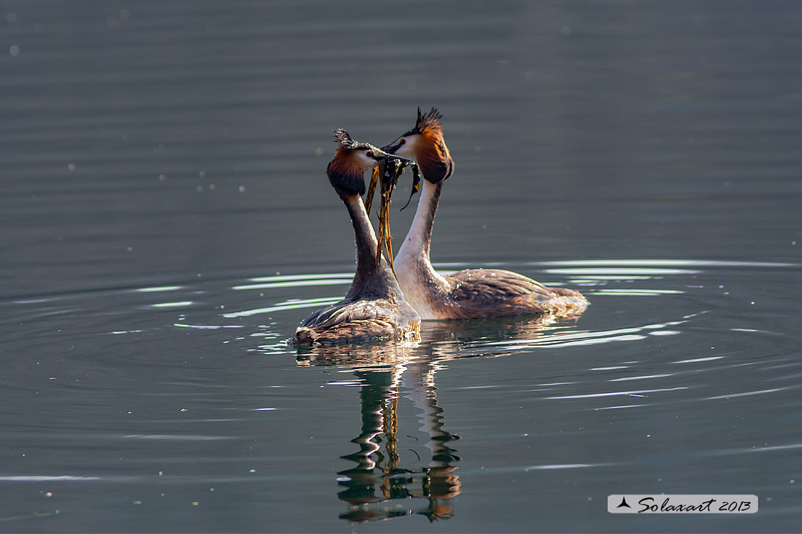 Podiceps cristatus - Svasso maggiore; Great Crested Grebe