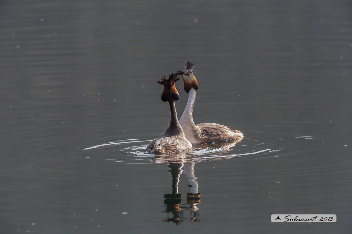 Podiceps cristatus - Svasso maggiore; Great Crested Grebe