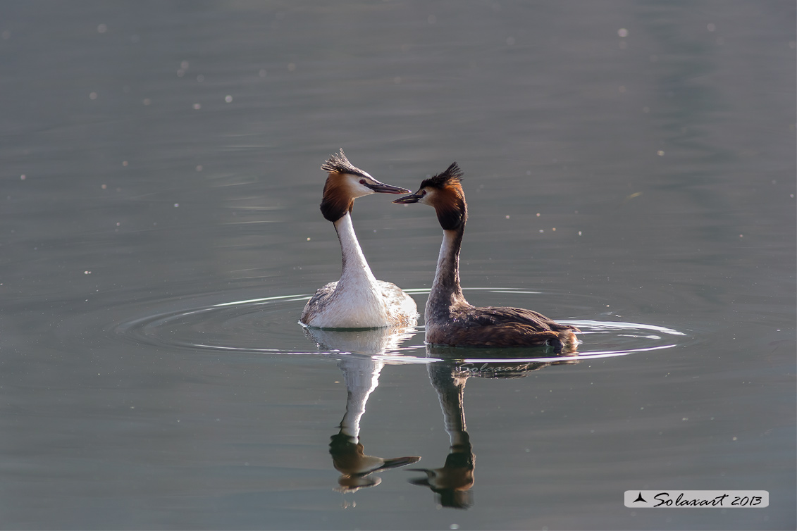 Podiceps cristatus - Svasso maggiore; Great Crested Grebe