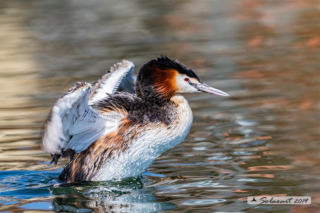 Podiceps cristatus: Svasso maggiore (maschio in tenuta estiva); Great Crested Grebe (male in summer plumage)