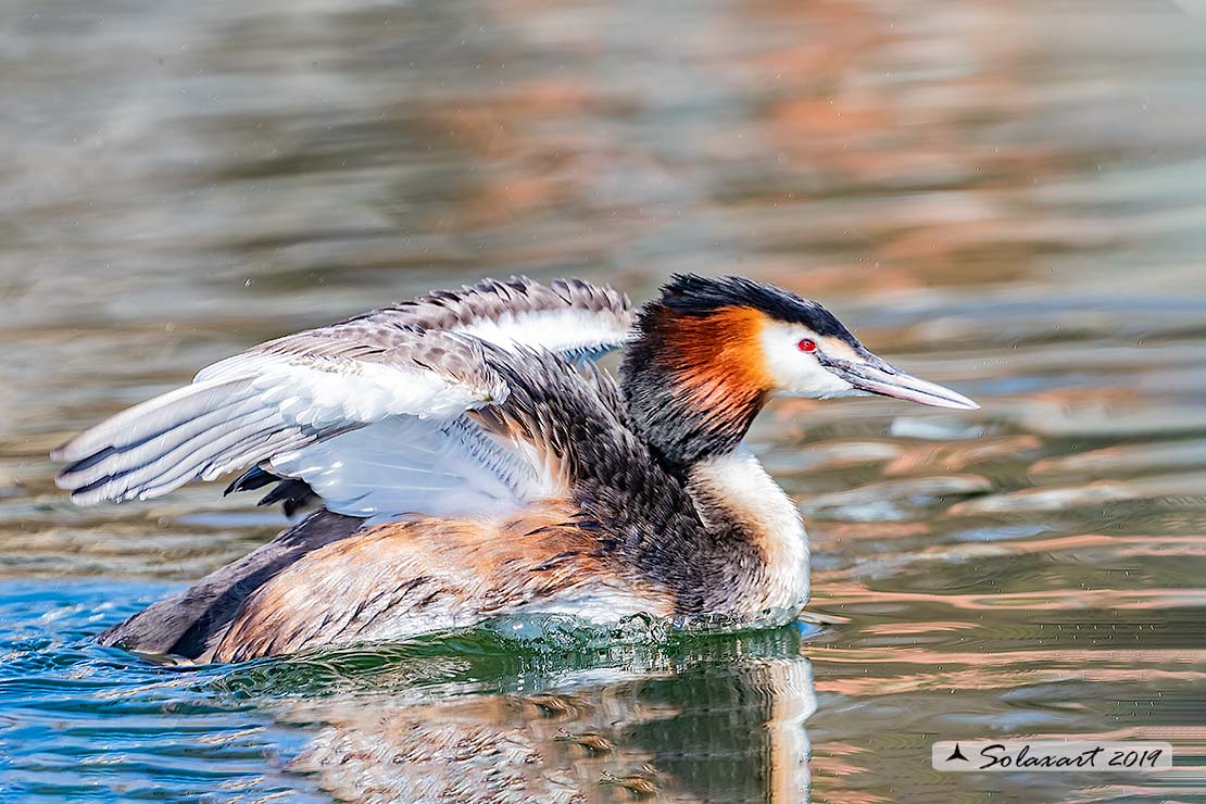 Podiceps cristatus: Svasso maggiore (maschio in tenuta estiva); Great Crested Grebe (male in summer plumage)