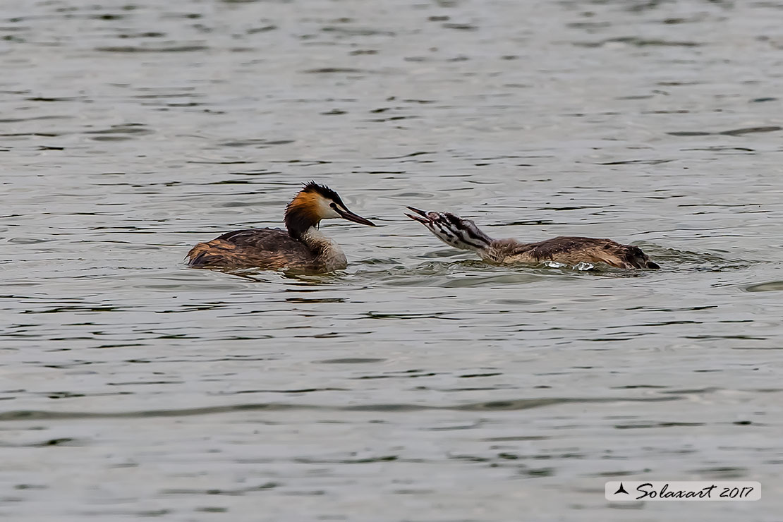 Podiceps cristatus: Svasso maggiore (maschio inmbocca immaturo); Great Crested Grebe (male in immature feed)