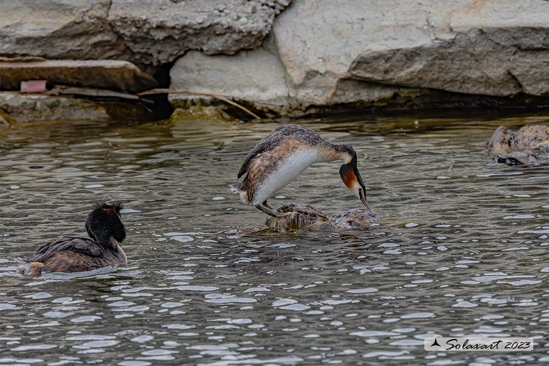 Podiceps cristatus - Svasso maggiore; Great Crested Grebe