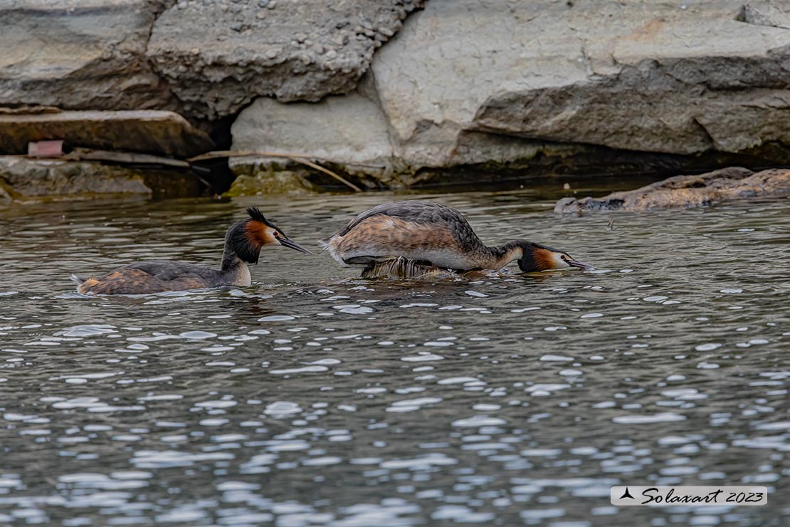 Podiceps cristatus - Svasso maggiore; Great Crested Grebe