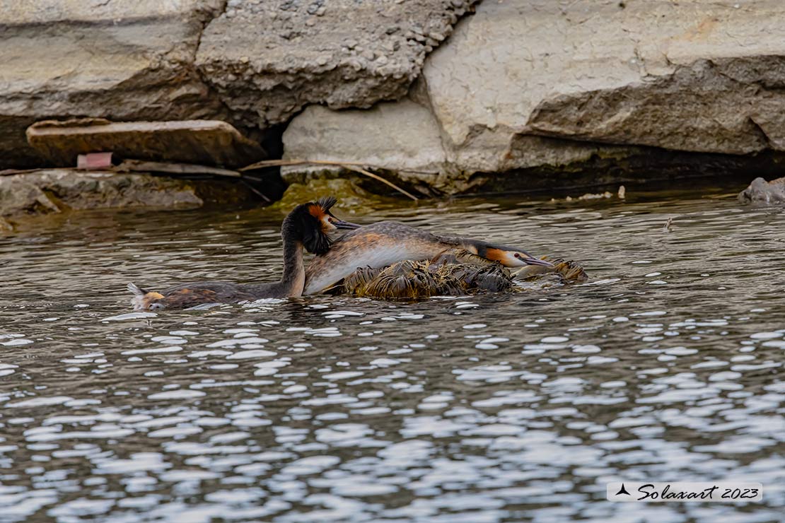 Podiceps cristatus - Svasso maggiore; Great Crested Grebe