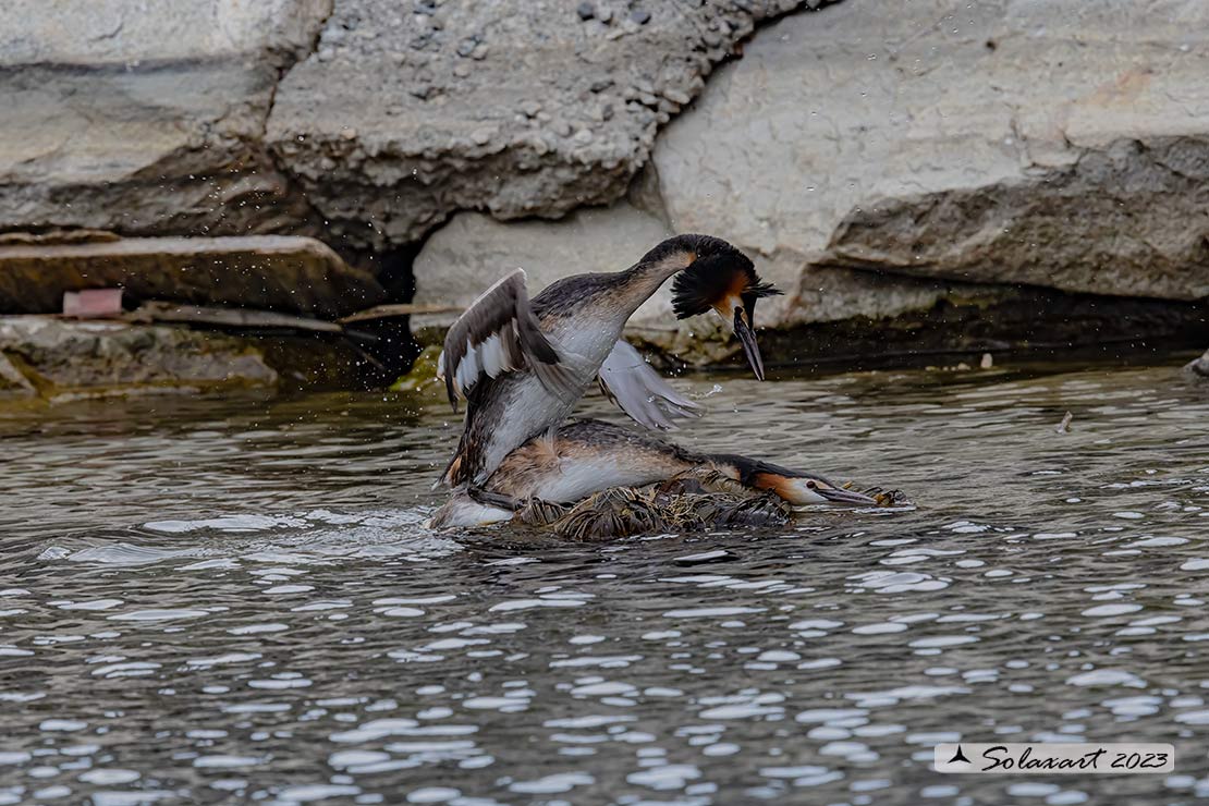 Podiceps cristatus - Svasso maggiore; Great Crested Grebe