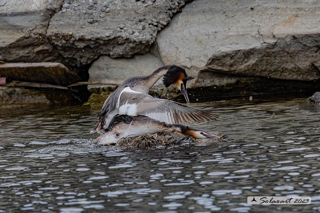 Podiceps cristatus - Svasso maggiore; Great Crested Grebe