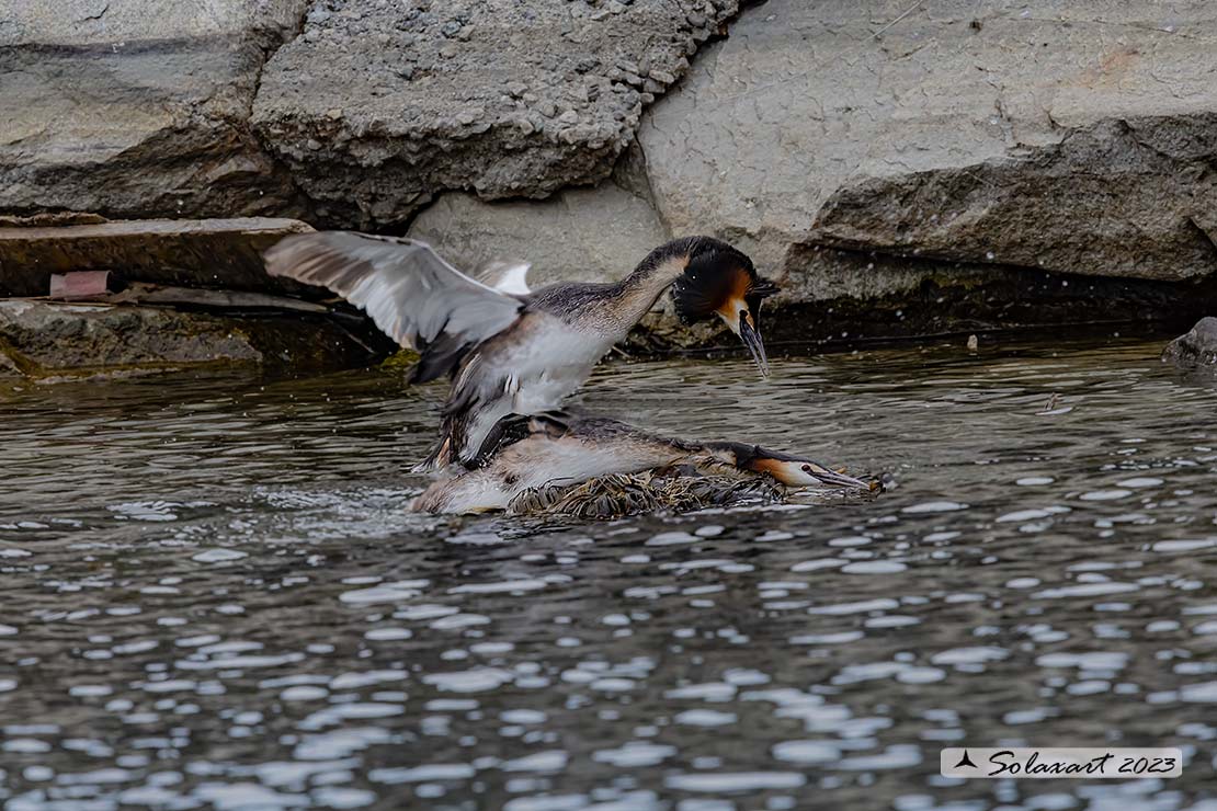 Podiceps cristatus - Svasso maggiore; Great Crested Grebe