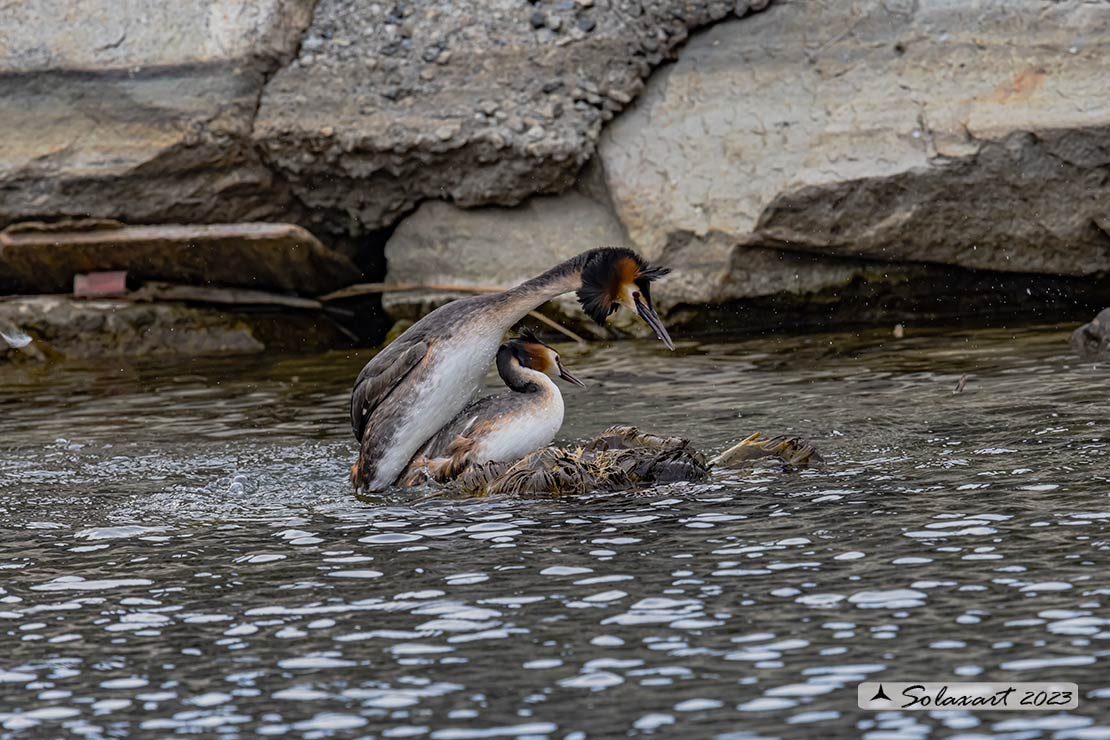 Podiceps cristatus - Svasso maggiore; Great Crested Grebe
