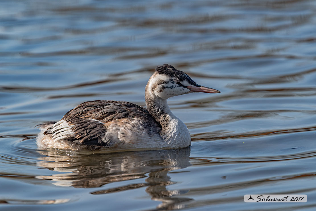 Podiceps cristatus: maschio immaturo (primo inverno); unripe male (first winter)