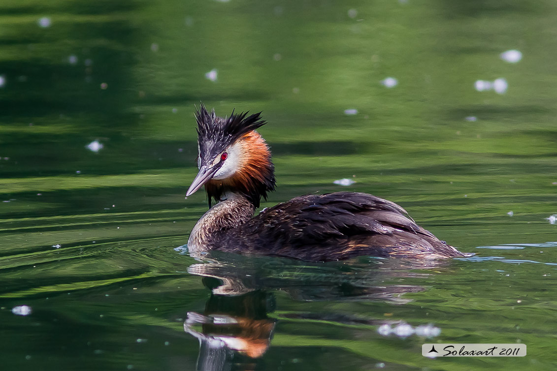 Podiceps cristatus: Svasso maggiore (maschio in tenuta estiva); Great Crested Grebe (male in summer plumage)