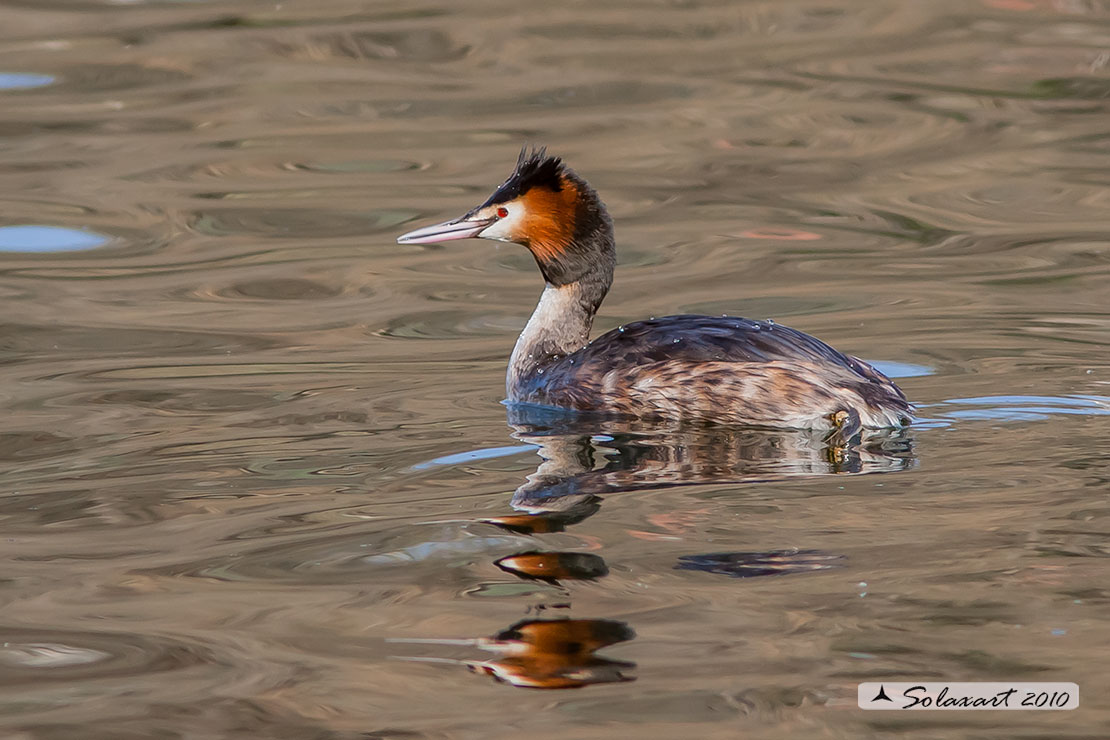 Podiceps cristatus: Svasso maggiore (maschio in abito primaverile); Great Crested Grebe (male in spring dress)