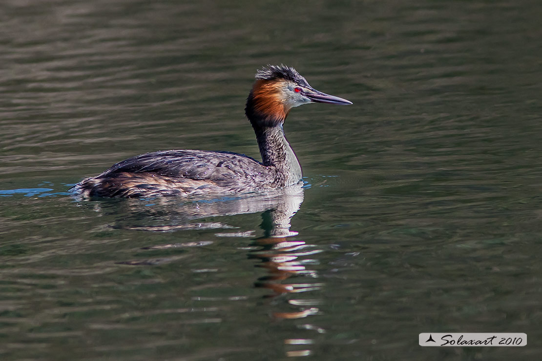Podiceps cristatus: Svasso maggiore (maschio in abito primaverile); Great Crested Grebe (male in spring dress)