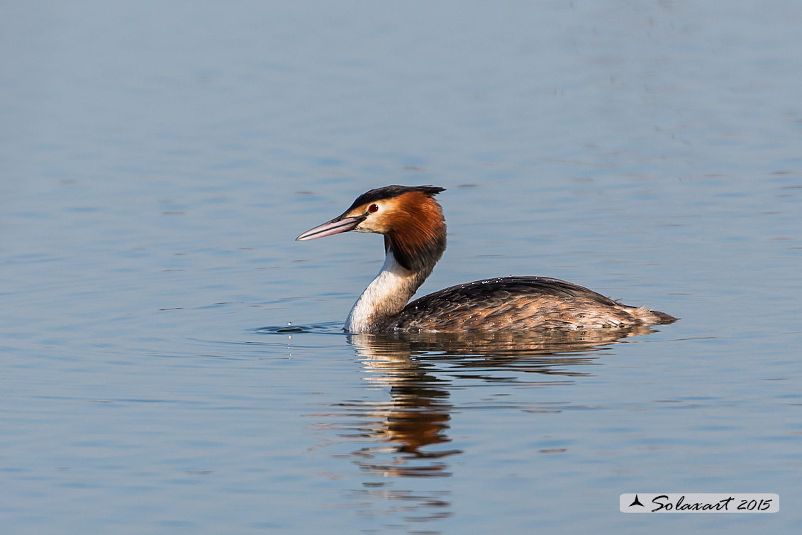 Podiceps cristatus: Svasso maggiore (maschio in abito primaverile); Great Crested Grebe (male in spring dress)