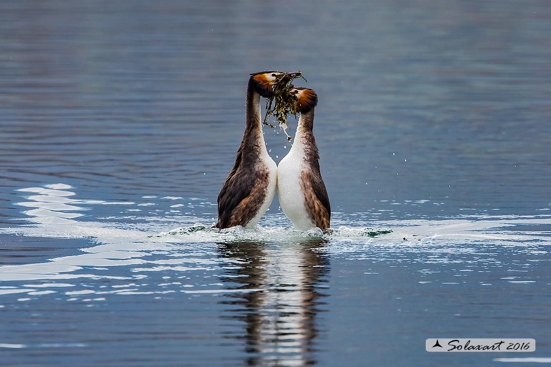 Podiceps cristatus - Svasso maggiore; Great Crested Grebe