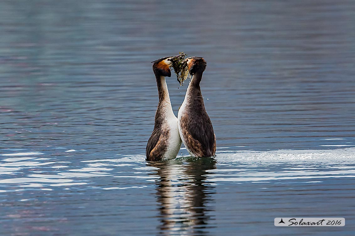 Podiceps cristatus - Svasso maggiore; Great Crested Grebe