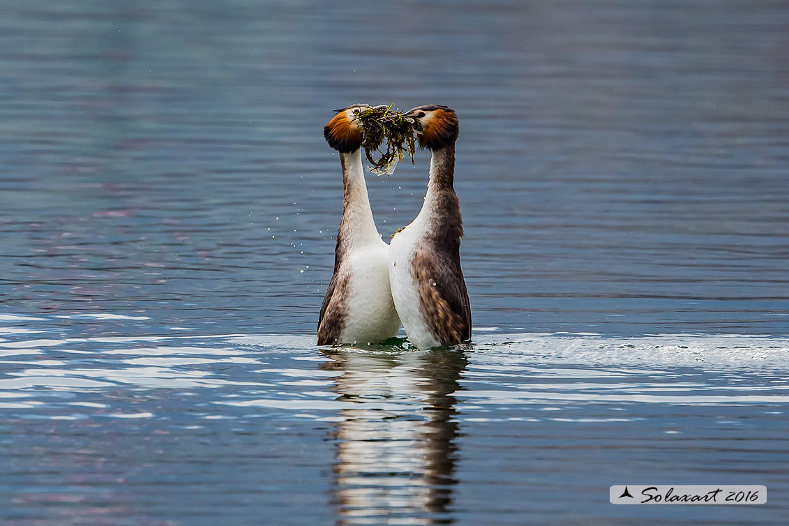 Podiceps cristatus - Svasso maggiore; Great Crested Grebe