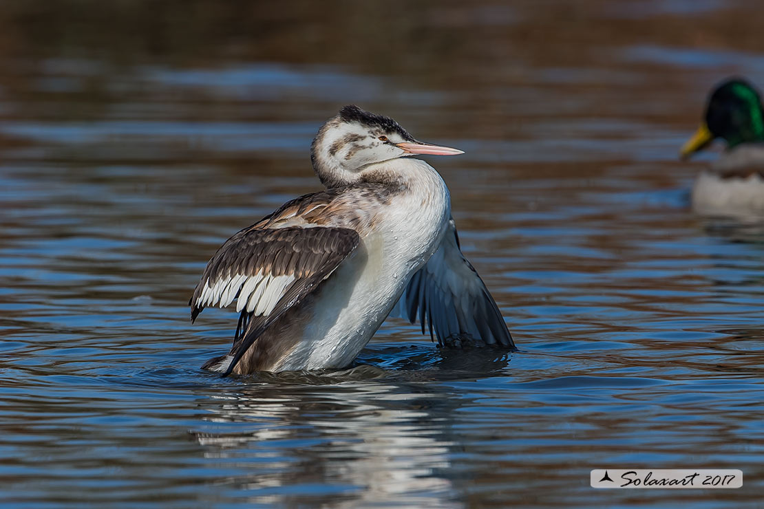 Podiceps cristatus: maschio immaturo (primo inverno); unripe male (first winter)