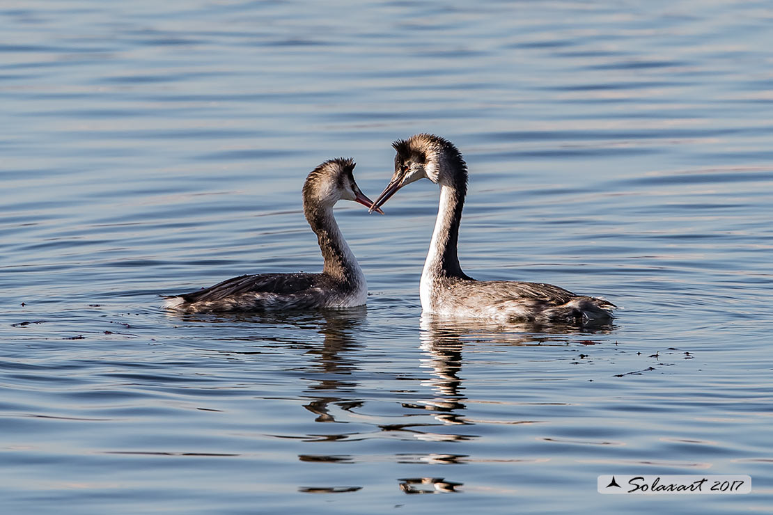 Podiceps cristatus: Svasso maggiore (coppia in abito invernale); Great Crested Grebe (couple in winter dress)
