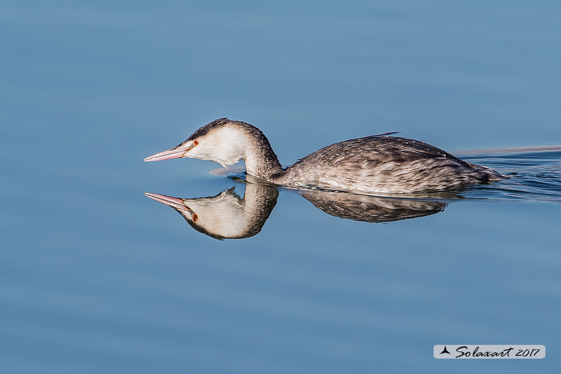 Podiceps cristatus: maschio immaturo (primo inverno); unripe male (first winter)