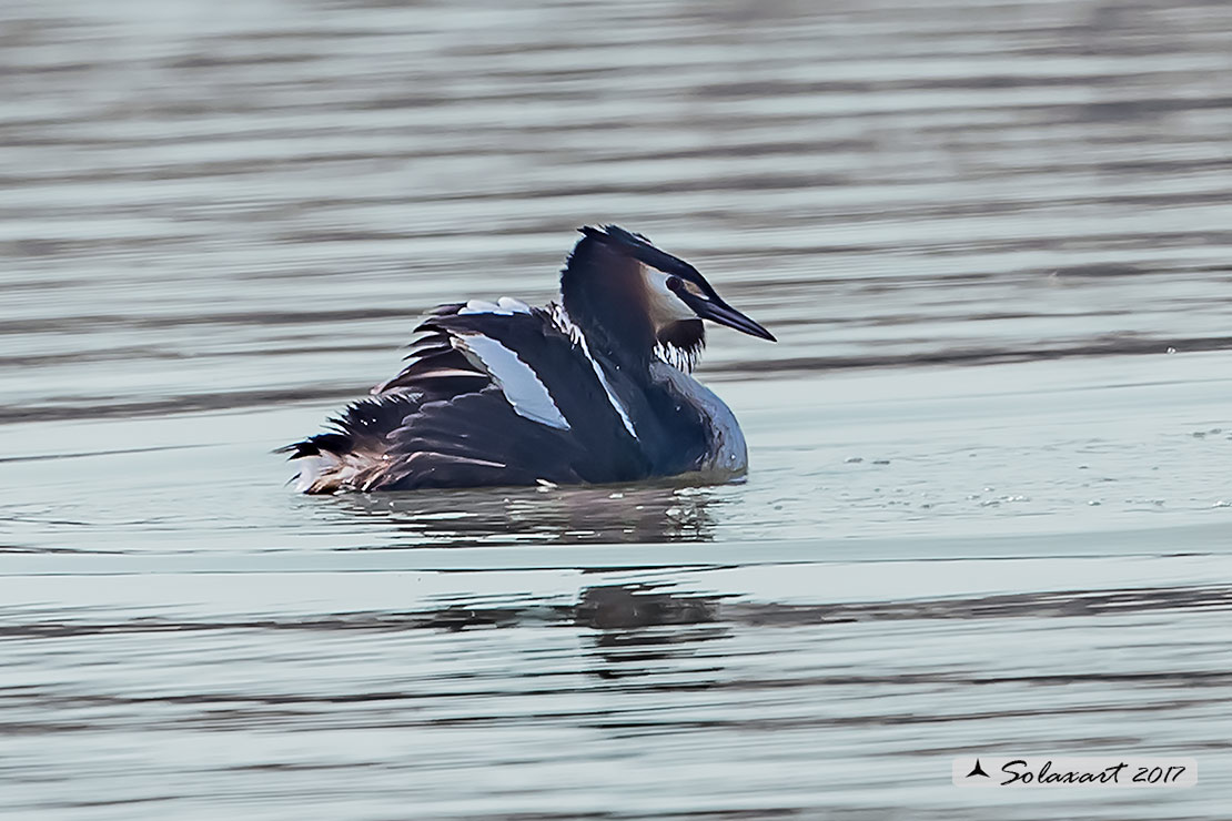 Podiceps cristatus: Svasso maggiore (maschio in abito nuziale); Great Crested Grebe (male in breeding dress)