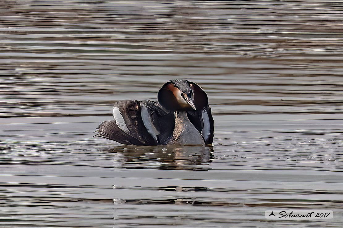 Podiceps cristatus: Svasso maggiore (maschio in abito nuziale); Great Crested Grebe (male in breeding dress)
