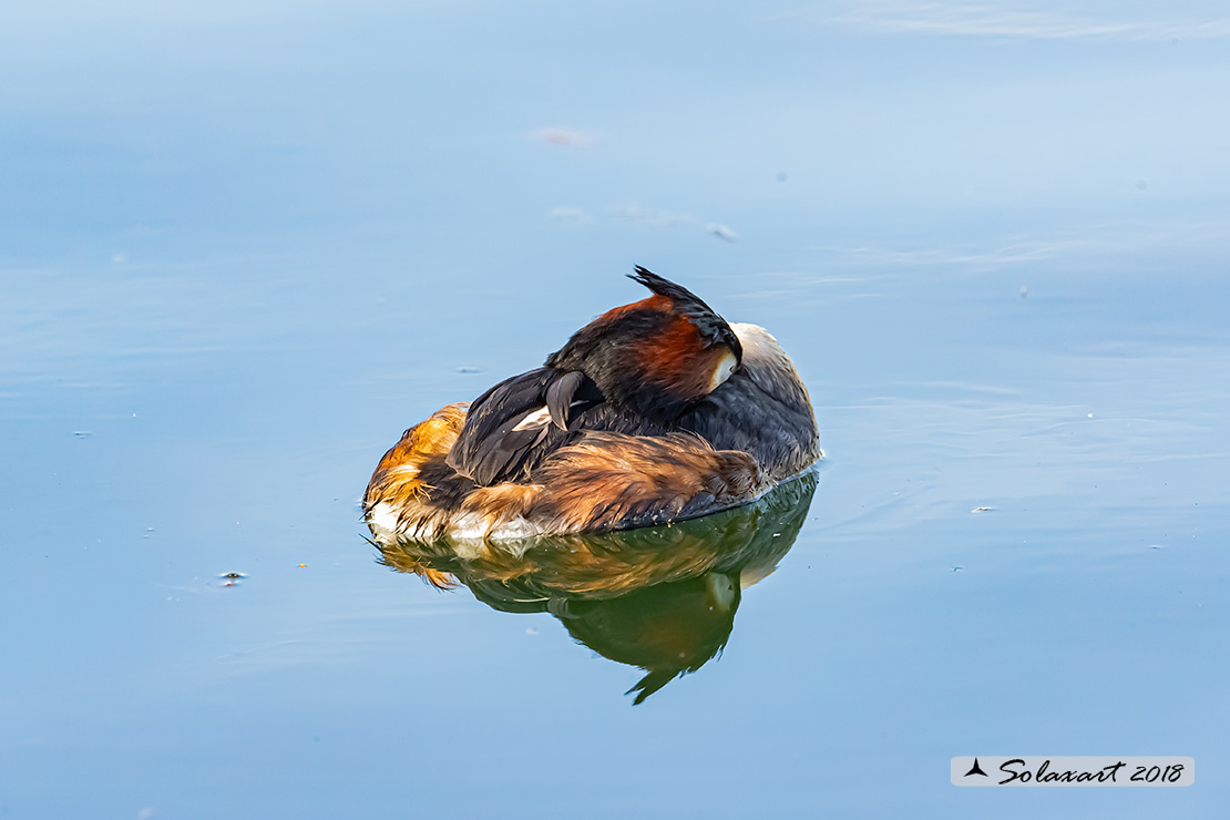 Podiceps cristatus: Svasso maggiore (maschio in tenuta estiva); Great Crested Grebe (male in summer plumage)