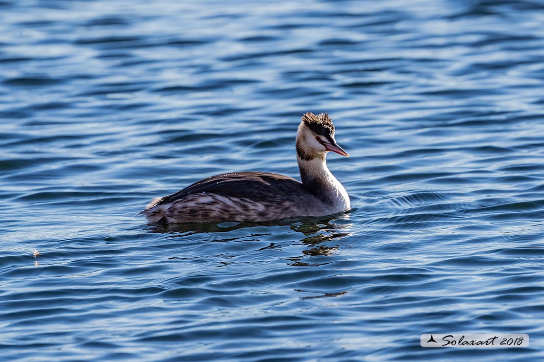 Podiceps cristatus: Svasso maggiore (maschio in abito invernale); Great Crested Grebe (male in winter dress)