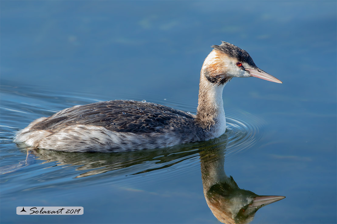 Podiceps cristatus: Svasso maggiore (maschio in abito invernale); Great Crested Grebe (male in winter dress)