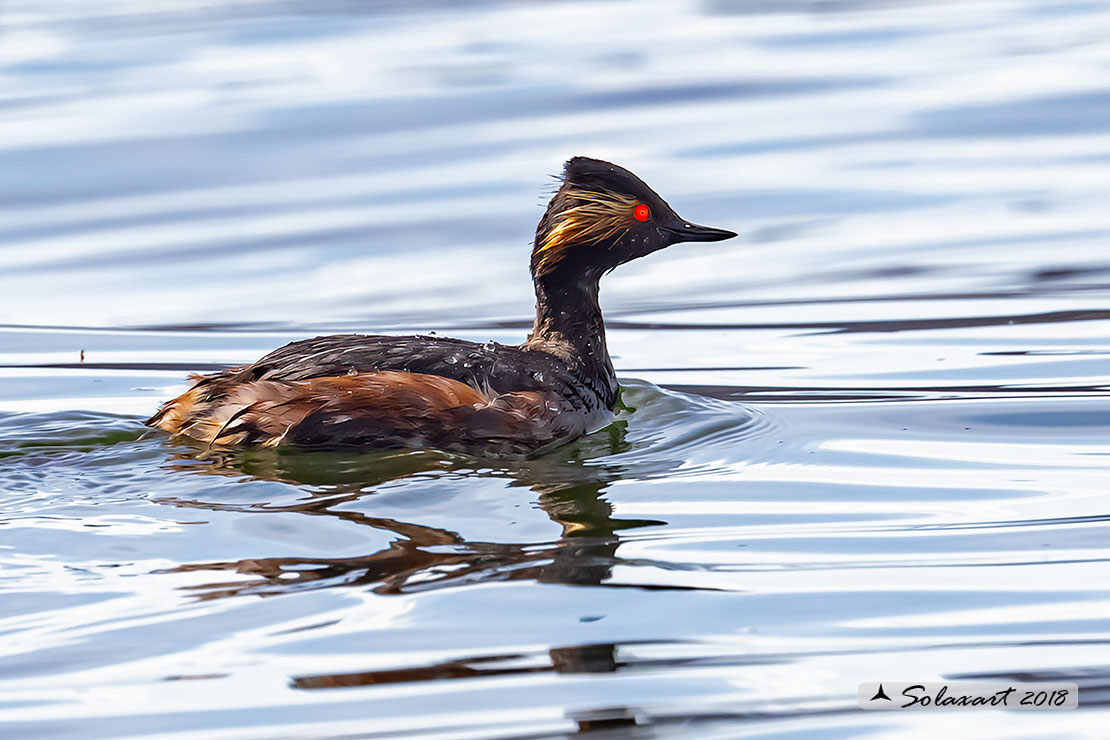 Podiceps nigricollis: Svasso piccolo maschio (in abito estivo); Black-necked Grebe male (in summer plumage)