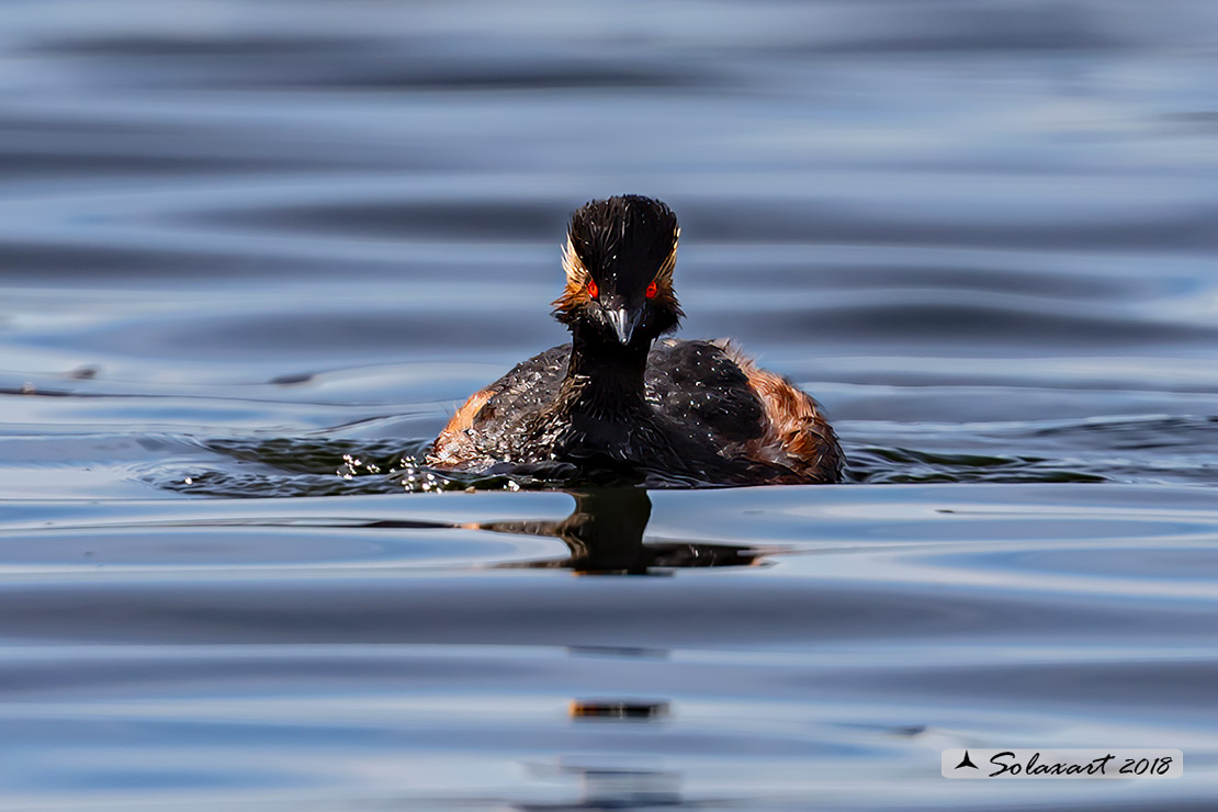 Podiceps nigricollis: Svasso piccolo maschio (in abito estivo); Black-necked Grebe male (in summer plumage)