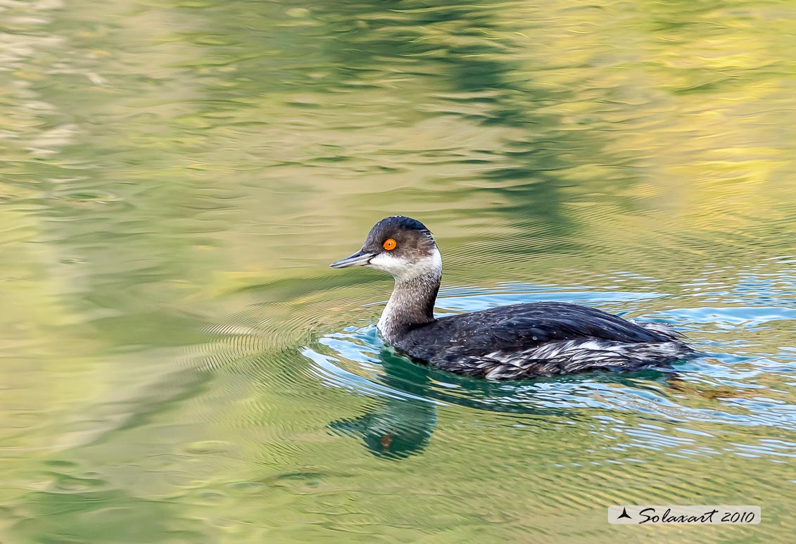 Podiceps nigricollis:  Svasso piccolo femmina (in abito invernale) ;  Black-necked Grebe female  (in winter dress)